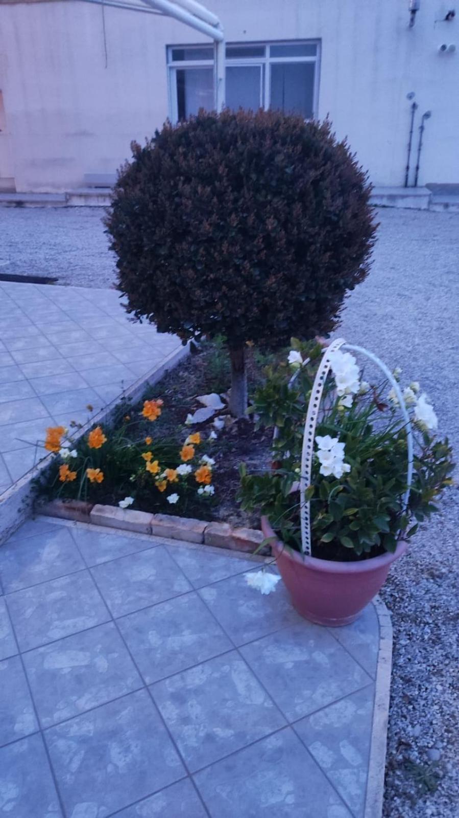 B&B I Tre Ulivi Morro d'Oro Экстерьер фото